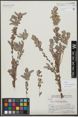 Foto von Salix variegata Franch.